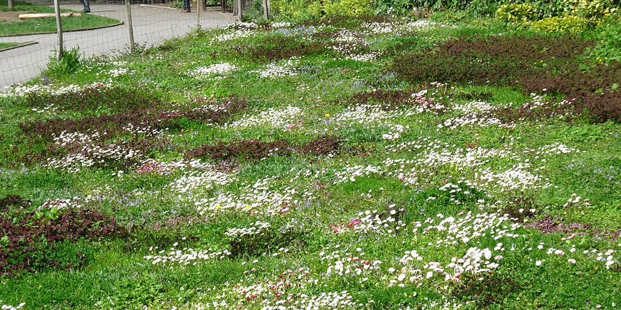 ЛУГОВОЙ ГАЗОН