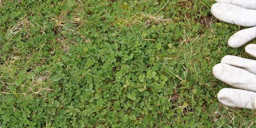 МЕХАНИЧЕСКОЕ УДАЛЕНИЕ КЛЕВЕРА НА ГАЗОНЕ