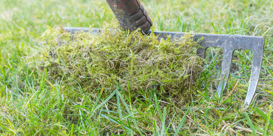 ВЫЧЕСЫВАНИЕ МХА НА ГАЗОНЕ