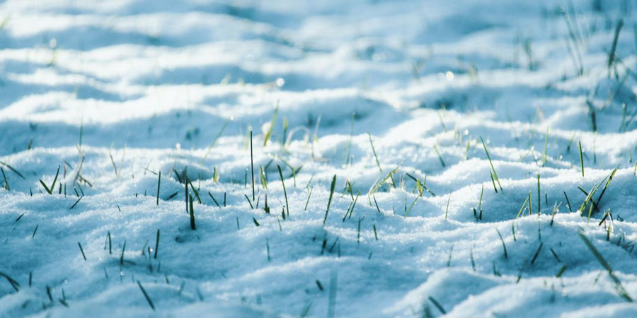 ЗИМНИЙ ГАЗОН