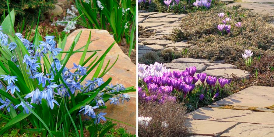 АЛЬПИЙСКАЯ ВЕСНА СОЧЕТАНИЕ ЦВЕТОВ В САДУ