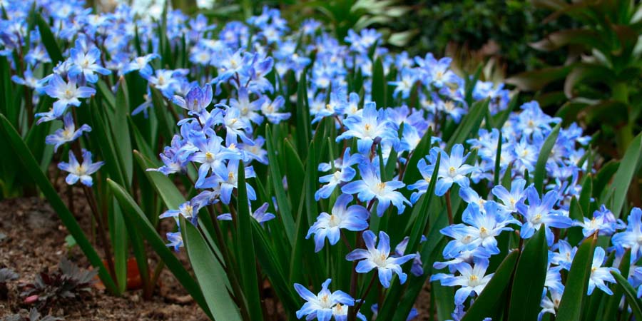 ХИОНОДОКСА