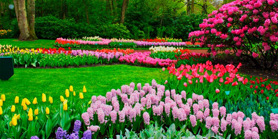 Весенние цветы для сада: популярные сорта и советы по уходу