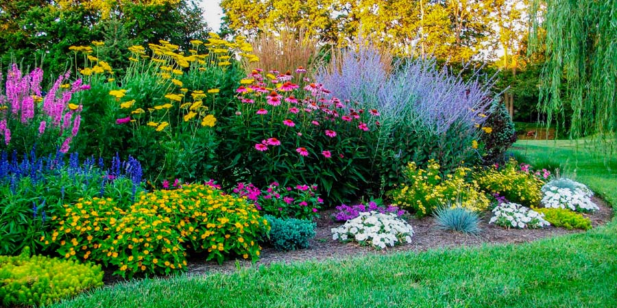 РАСТЕНИЯ МНОГОЛЕТНИКИ В САДУ