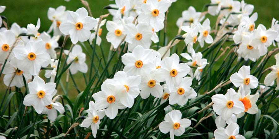 НАРЦИСС ЦВЕТОК