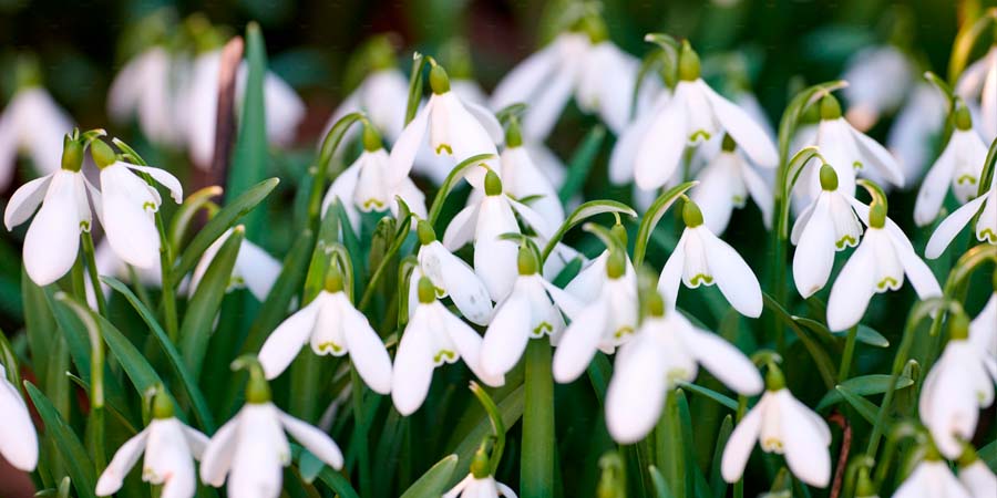 ПОДСНЕЖНИК