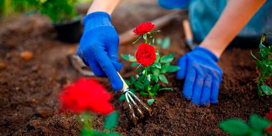 ПОСАДКА ЦВЕТОВ