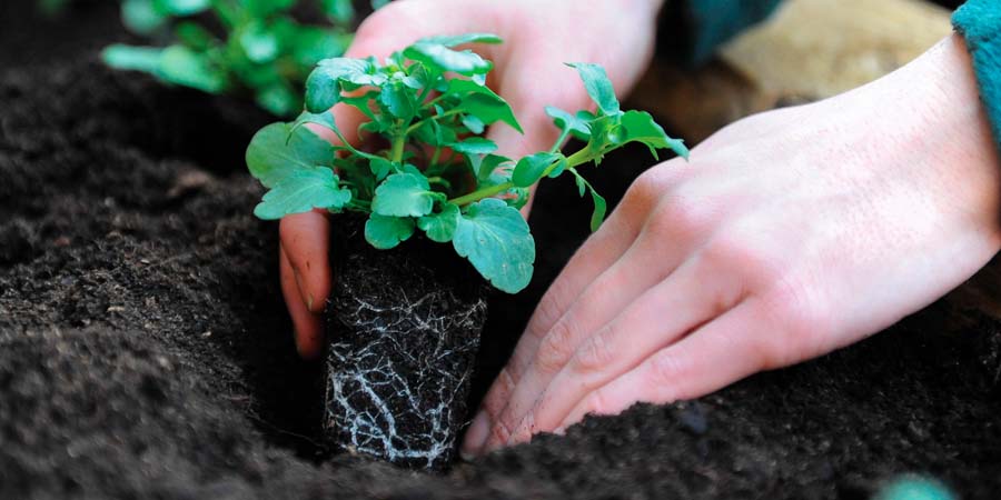 ПОСАДКА ЦВЕТОВ РАССАДОЙ