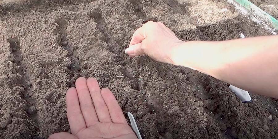 БЕЗРАССАДНЫЙ СПОСОБ ПОСАДКИ ЦВЕТОВ