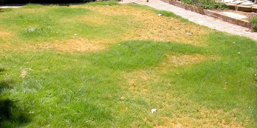 ПРОПЛЕШИНЫ НА ГАЗОНЕ