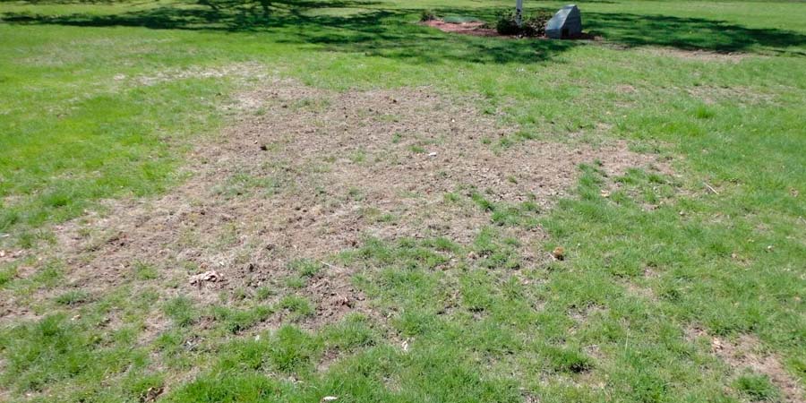 ПРОПЛЕШИН НА ГАЗОНЕ