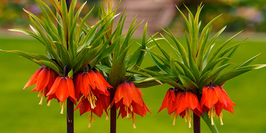 РЯБЧИК ЦВЕТОК