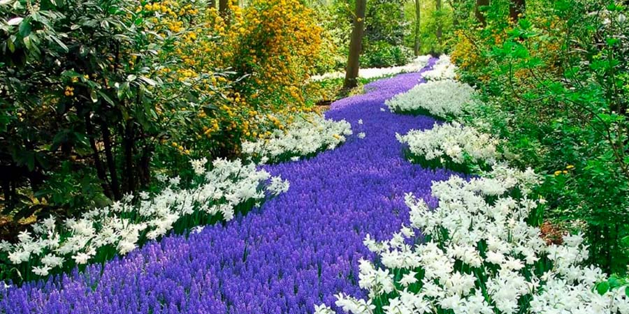 ВЕСЕННИЙ РУЧЕЙ СОЧЕТАНИЕ ЦВЕТОВ В САДУ