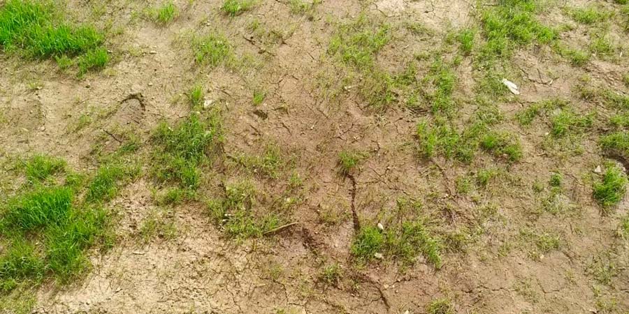 ВЫТОПТАННЫЙ ГАЗОН