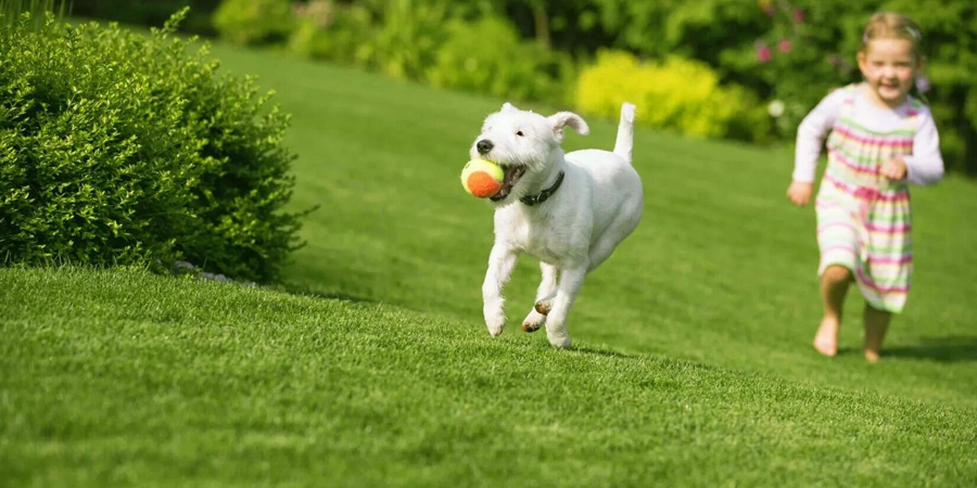ДЕТИ НА ГАЗОНЕ