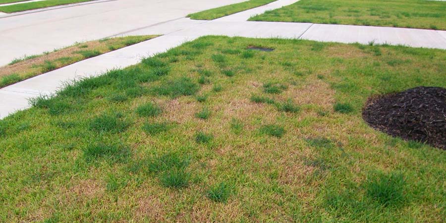 ГАЗОН РАСТЕТ ПУЧКАМИ