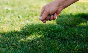 Подсев газонной травы правильно — советы от агрофирмы «Русские травы»