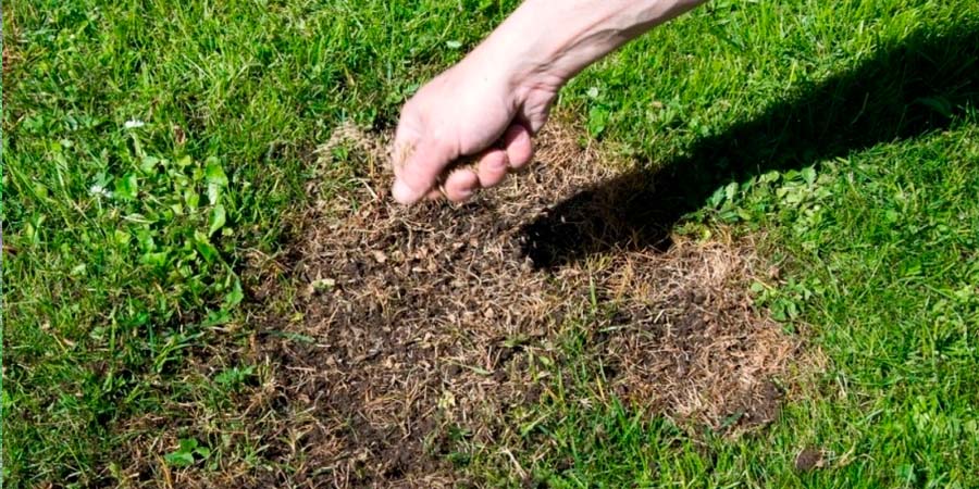 ПОДСЕВ ТРАВЫ НА УЧАСТКЕ