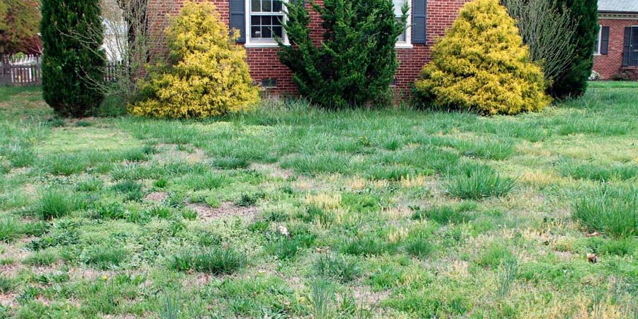 ПРОПЛЕШИНЫ НА ГАЗОНЕ