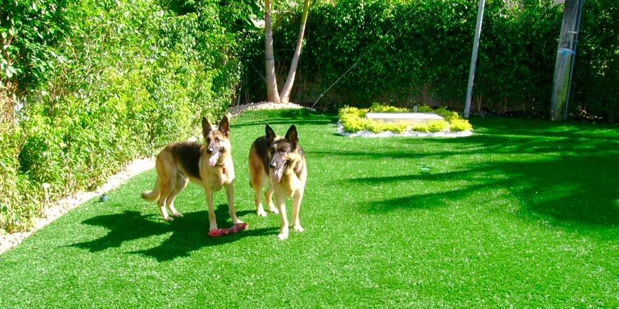 СОБАКА МЕТИТ ГАЗОН