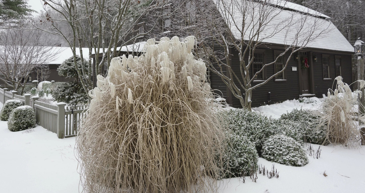 ДЕРЕВЬЯ НА УЧАСТКЕ ЗИМОЙ