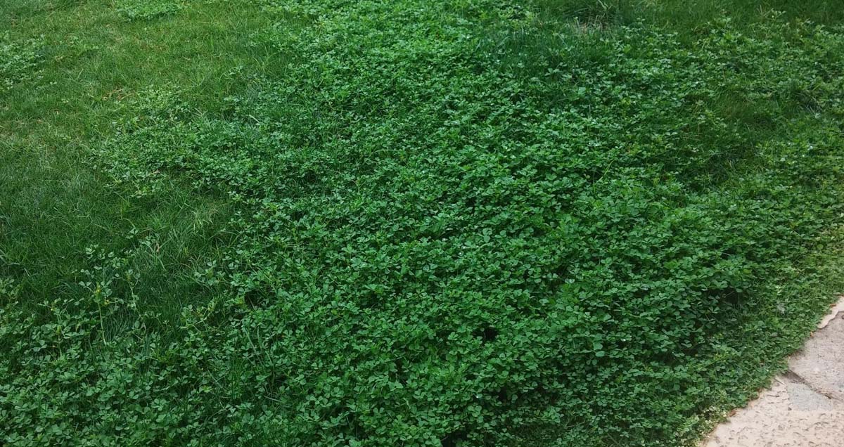 ГАЗОН ИЗ КЛЕВЕРА