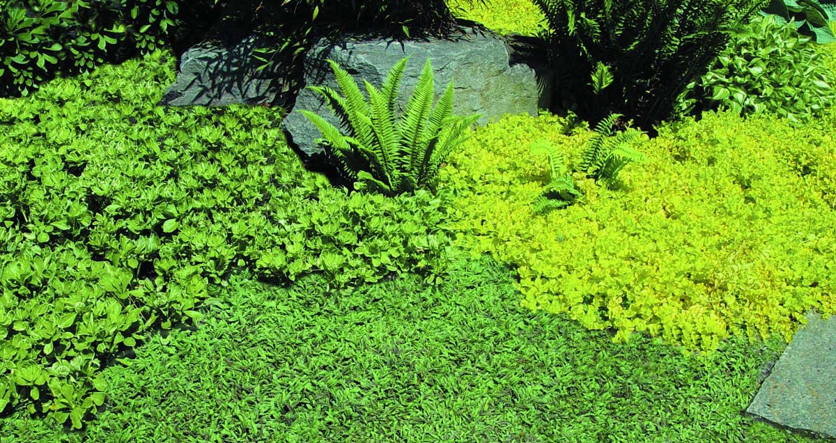 ГАЗОН ИЗ ПОЧВОПОКРОВНЫХ РАСТЕНИЙ