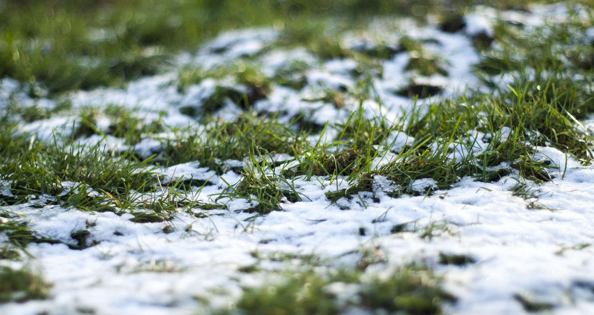 ГАЗОН ПОД ЛЕДЯНОЙ КОРКОЙ