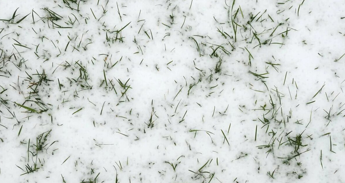 ГАЗОН ПОД СНЕГОМ