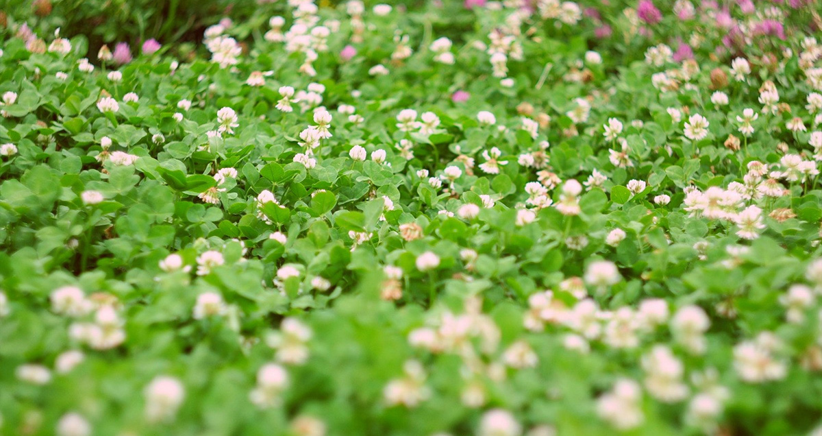 КЛЕВЕРА БЕЛОГО