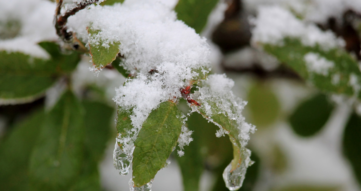 ЛЕД НА ВЕТКАХ САДОВЫХ ДЕРЕВЬЕВ