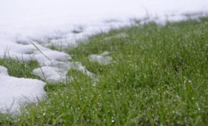 Ледяной дождь и зимние оттепели — опасности для сада и как помочь растениям