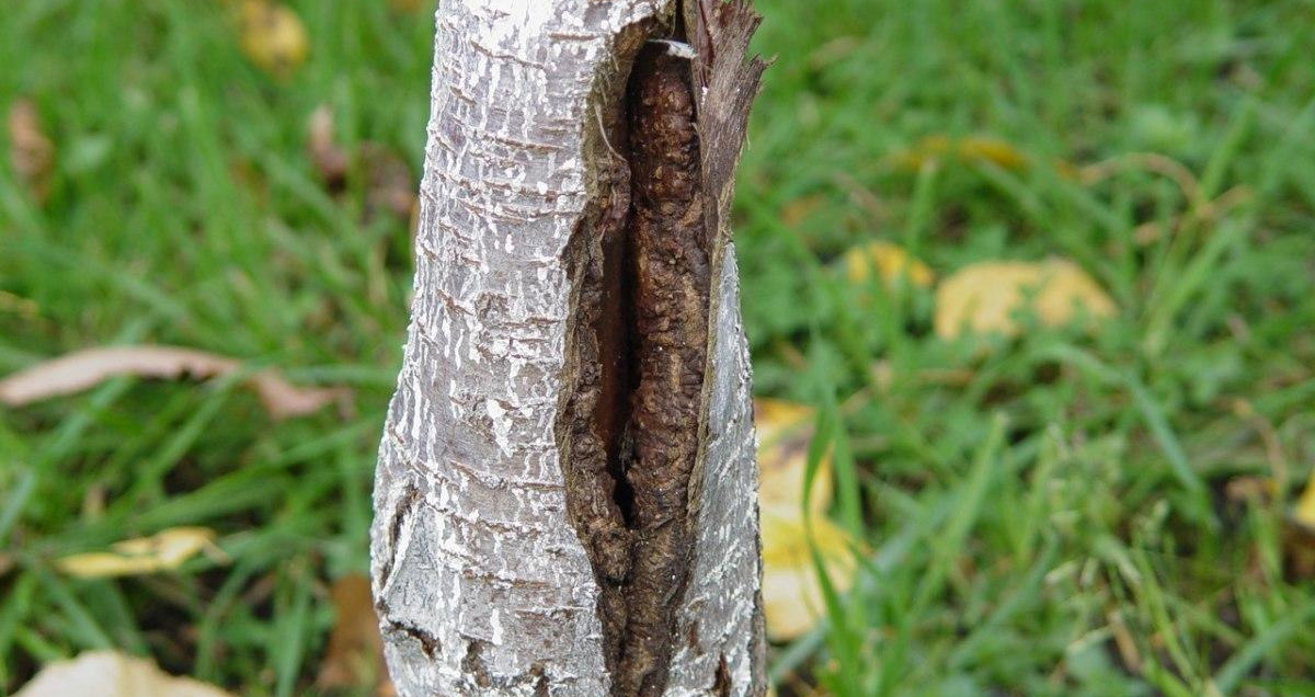 МОРОЗОБОИНА