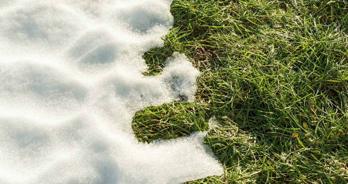 НАСТ НА ГАЗОНЕ