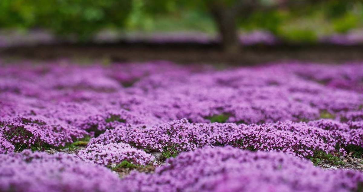 ПОЧВОПОКРОВНЫЕ РАСТЕНИЯ