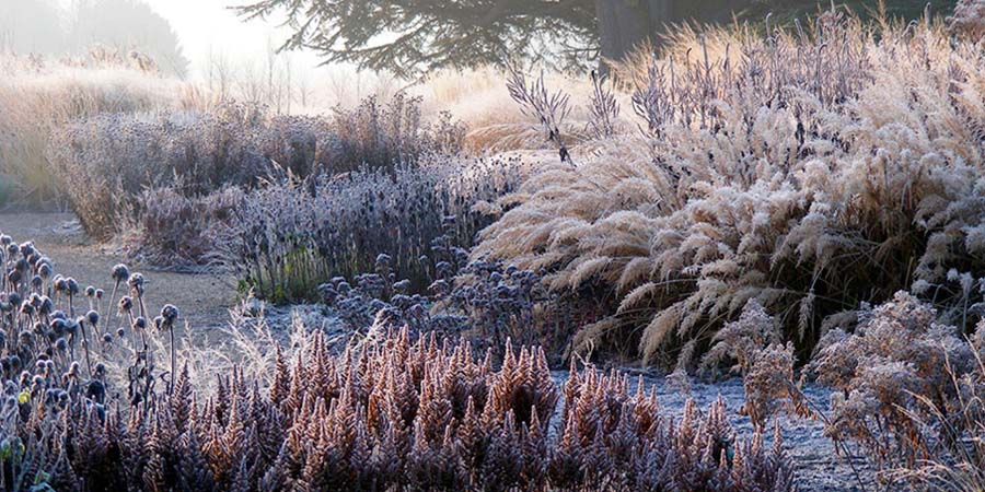 РАСТЕНИЯ В САДУ НАТУРГАРДЕН