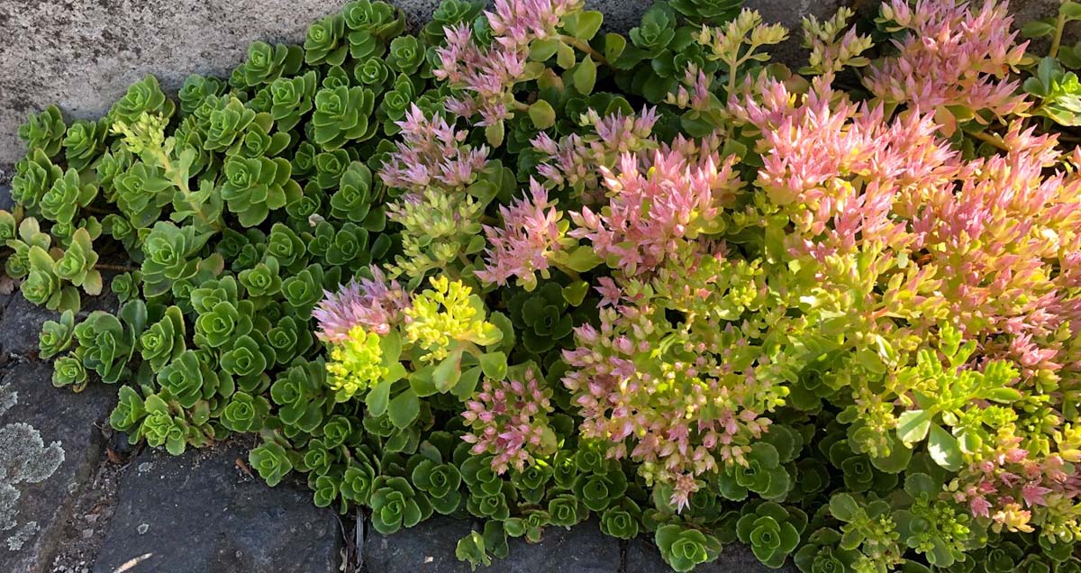 СЕДУМ ЛОЖНЫЙ