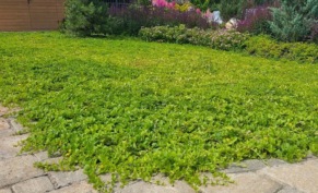 Чем заменить традиционный газон: выбираем лучшие альтернативы