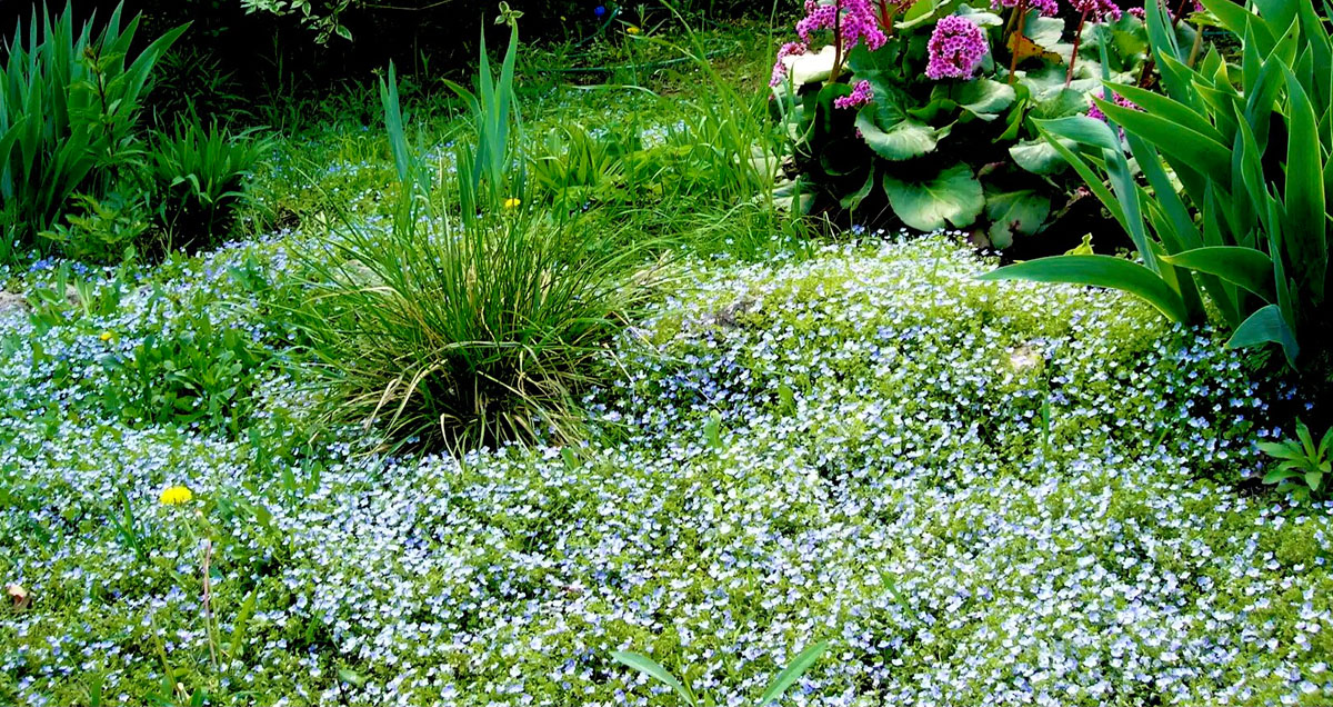 ВЕРОНИКА НИТЕВИДНАЯ