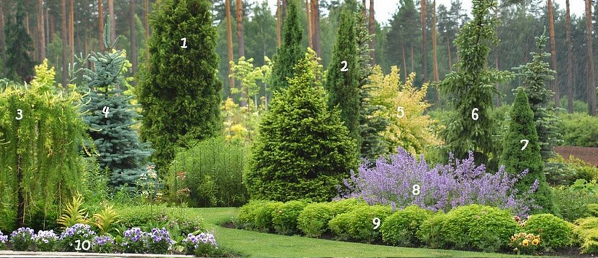 ЯРУСНОСТЬ В САДУ