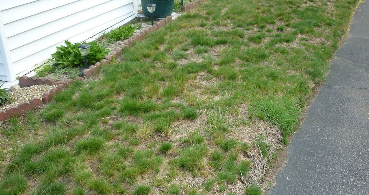 ГАЗОН НА ПЕСКЕ