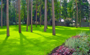 Срок и качество роста газонной травы: руководство по идеальному газону