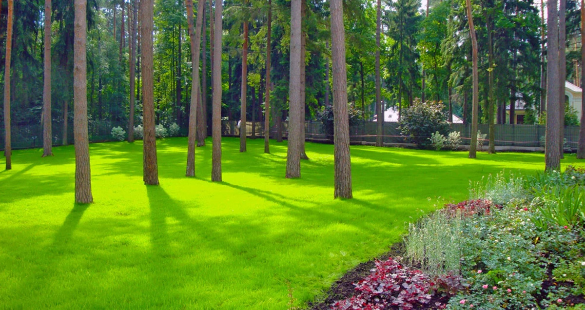 ГАЗОН В САДУ