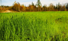 Рекультивация земель: восстановление природного баланса
