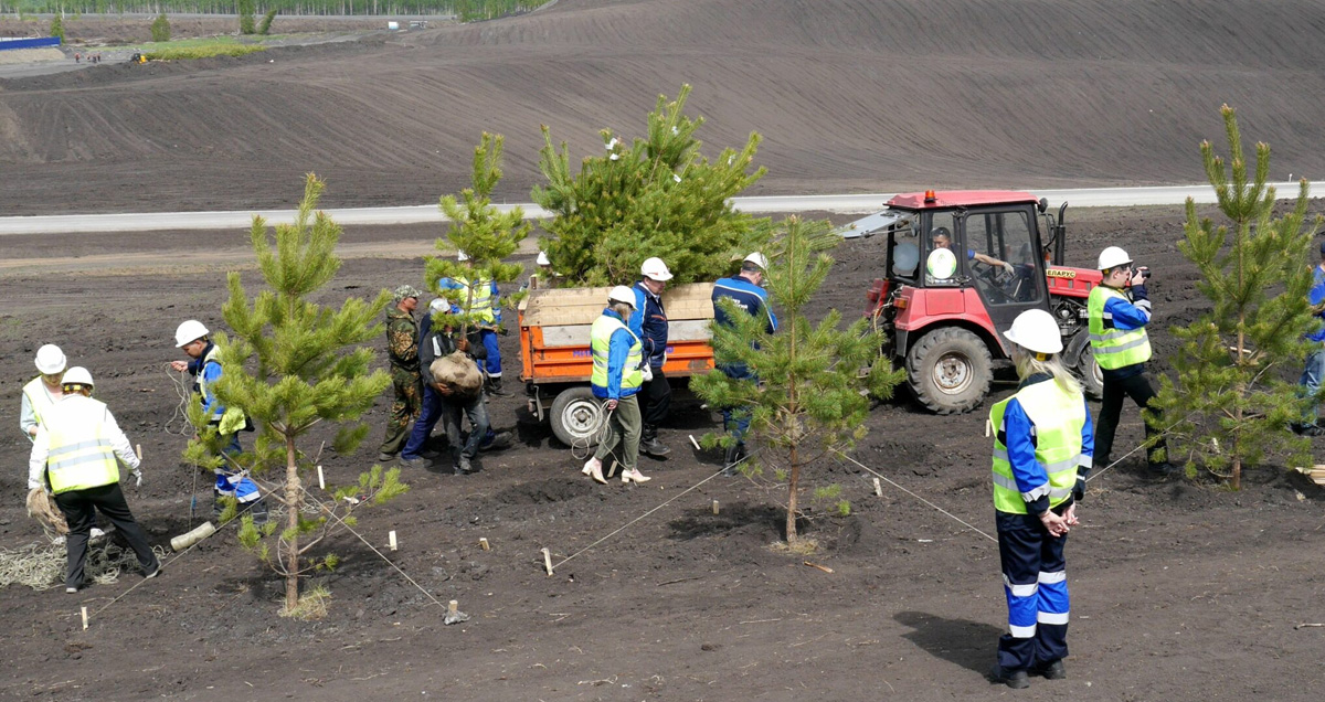 РЕКУЛЬТИВАЦИЯ ЗЕМЕЛЬ ПОСАДКА ДЕРЕВЬЕВ И КУСТАРНИКОВ