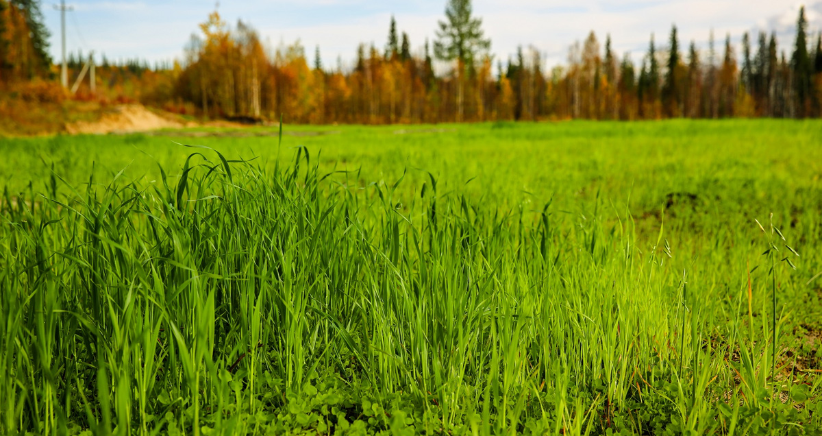 РЕКУЛЬТИВАЦИЯ ЗЕМЕЛЬ