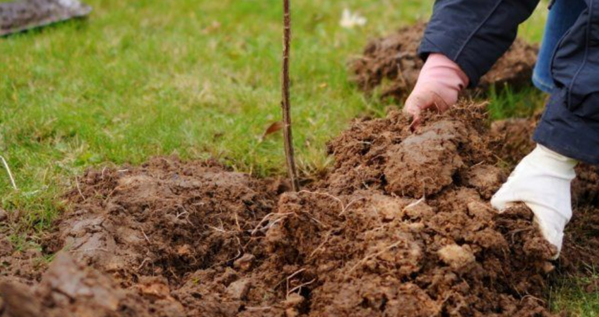 ВНЕСЕНИЕ ГЛИНЫ В ПОЧВУ