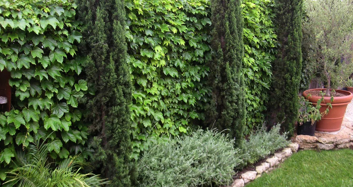 ЖИВЫЕ ИЗГОРОДИ НА УЧАСТКЕ