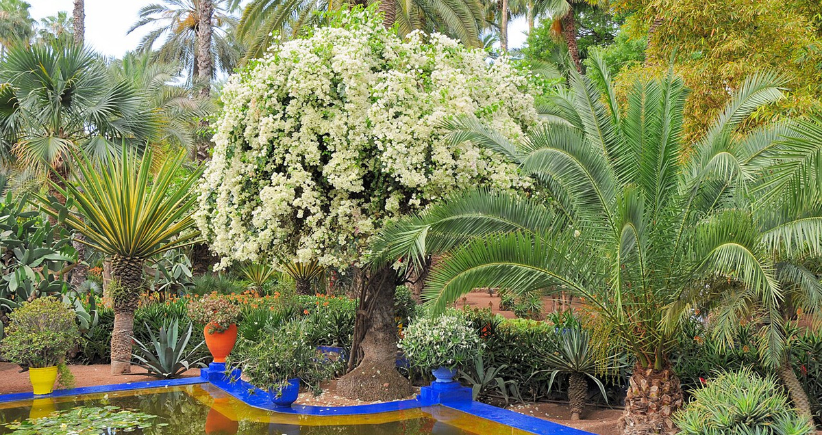 САД МАЖОРЕЛЬ
