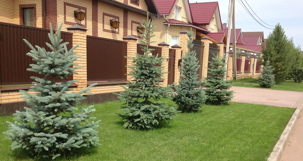 ЕЛЬ С ГАЗОНОМ НА УЧАСТКЕ